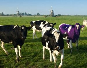 a purple cow in a field of monochrome Holsteins.